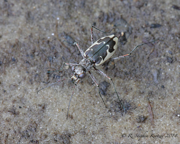 Ellipsoptera wapleri